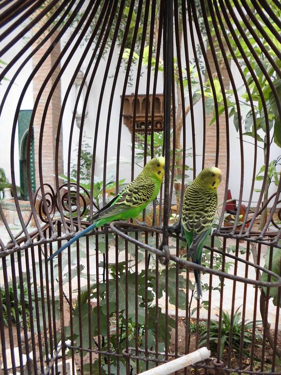 Dar Kleta Otel Marakeş Dış mekan fotoğraf